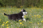 Alaskan Malamute Puppy