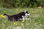 Alaskan Malamute Puppy