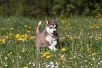 Alaskan Malamute Puppy