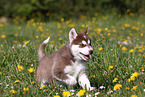 Alaskan Malamute Puppy