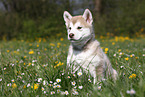 Alaskan Malamute Puppy