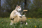 Alaskan Malamute Puppy