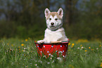 Alaskan Malamute Puppy