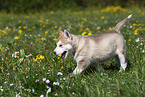 Alaskan Malamute Puppy