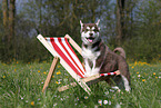Alaskan Malamute Puppy