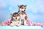 2 Alaskan Malamute Puppies