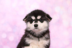Alaskan Malamute Puppy