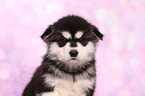 Alaskan Malamute Puppy