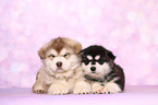 Alaskan Malamute Puppies