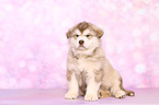 sitting Malamute Puppy
