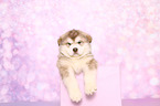Alaskan Malamute Puppy