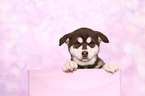 Alaskan Malamute Puppy