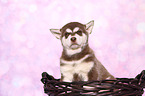 Alaskan Malamute Puppy