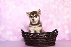 Alaskan Malamute Puppy