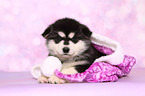 lying Malamute Puppy