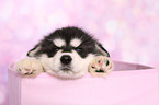 Alaskan Malamute Puppy