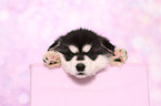 Alaskan Malamute Puppy