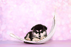 lying Malamute Puppy