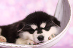 sleeping Alaskan Malamute Puppy