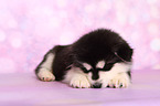 sleeping Alaskan Malamute Puppy
