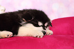 sleeping Alaskan Malamute Puppy
