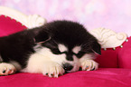 sleeping Alaskan Malamute Puppy