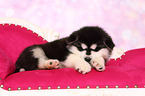 sleeping Alaskan Malamute Puppy
