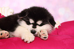 sleeping Alaskan Malamute Puppy