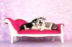 Alaskan Malamute Puppies