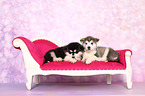 Alaskan Malamute Puppies
