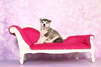 sitting Malamute Puppy