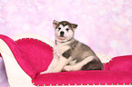 sitting Malamute Puppy