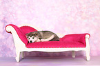 lying Malamute Puppy