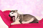 lying Malamute Puppy