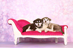 Alaskan Malamute Puppies