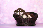 lying Malamute Puppy