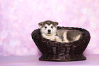 lying Malamute Puppy