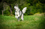 running Alaskan Malamute