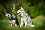 2 dogs