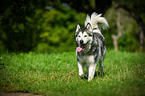 walking Alaskan Malamute