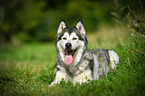 lying Alaskan Malamute