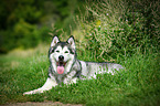 lying Alaskan Malamute