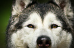 Alaskan Malamute eyes