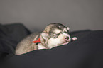 lying alaskan malamute puppy