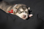 lying alaskan malamute puppy