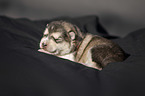 lying alaskan malamute puppy
