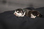 lying alaskan malamute puppy