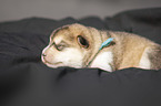 lying alaskan malamute puppy