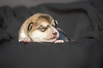 lying alaskan malamute puppy