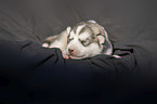 lying alaskan malamute puppy